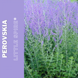 Perovskia  "Little Spire®"